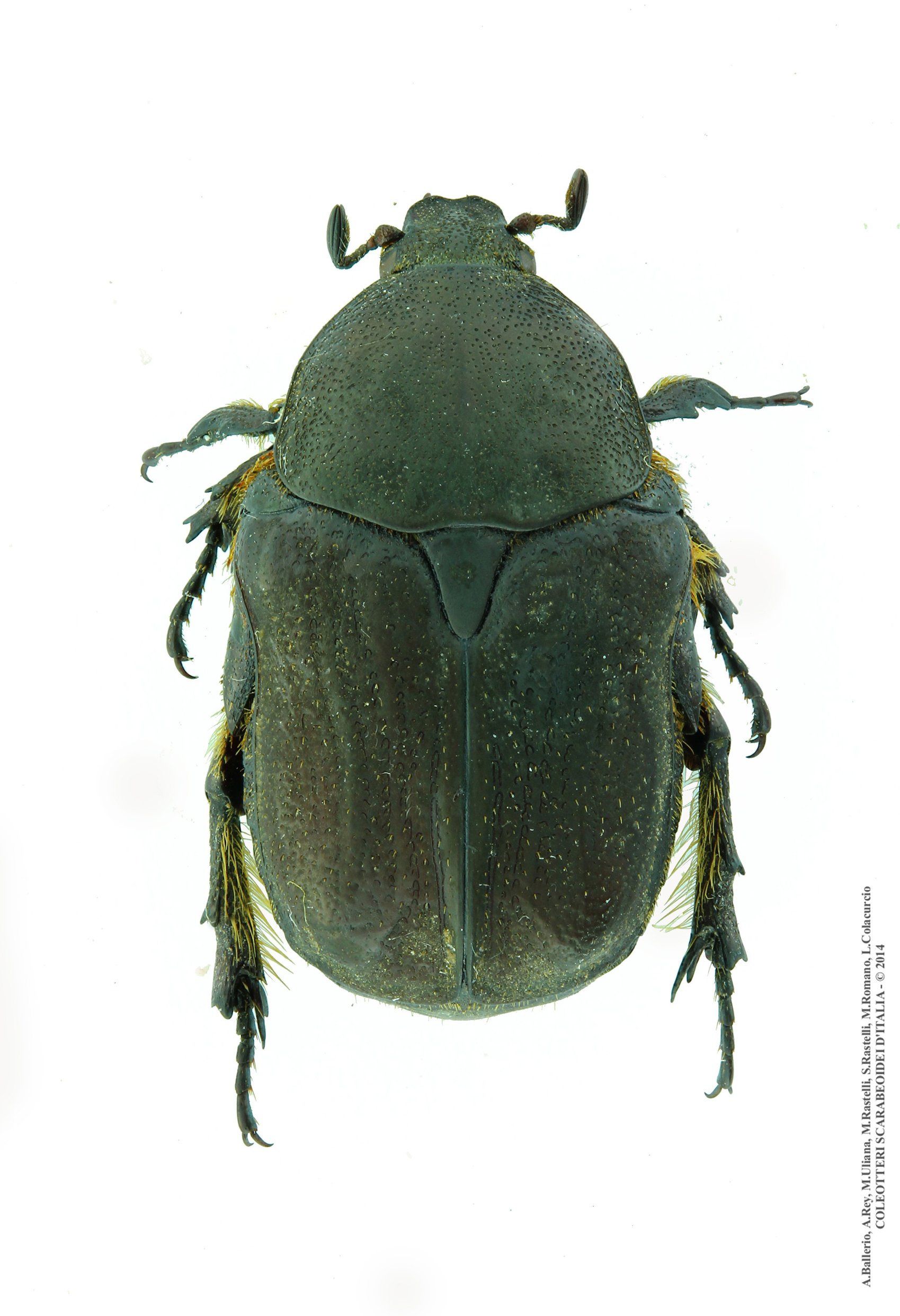 Protaetia oblonga